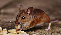 24 Hour & Emergency Exterminators in Somes Bar, CA